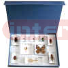 10-pc/box Mounted Specimen Set